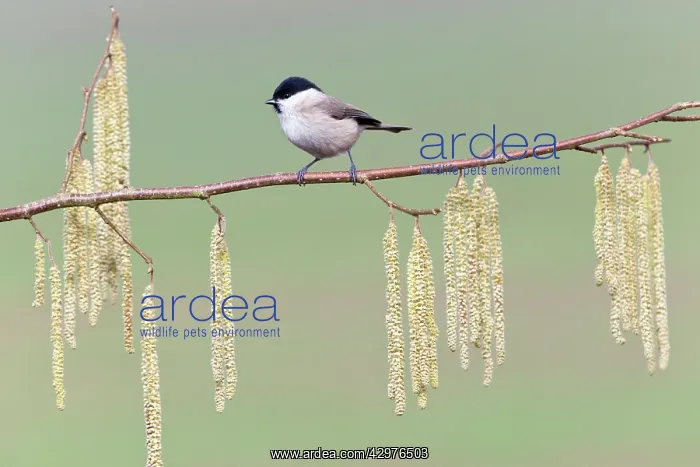 : Marsh Tit - perched on hazelnut tree branch : Marsh Tit - perched on hazelnut tree branch