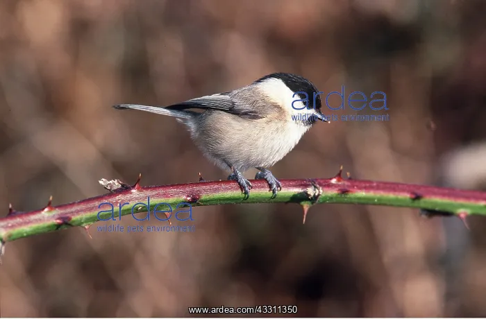 : MARSH TIT - PERCHING ON STEM : MARSH TIT - PERCHING ON STEM