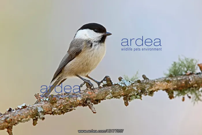 : Marsh Tit (Poecile palustris) on a branch, Valais : Marsh Tit (Poecile palustris) on a branch, Valais