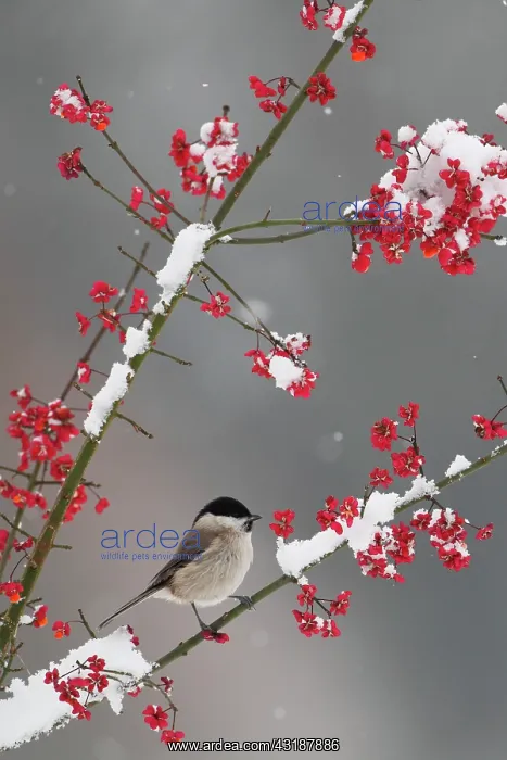 : Marsh Tit (Poecile palustris) on a branch in winter : Marsh Tit (Poecile palustris) on a branch in winter