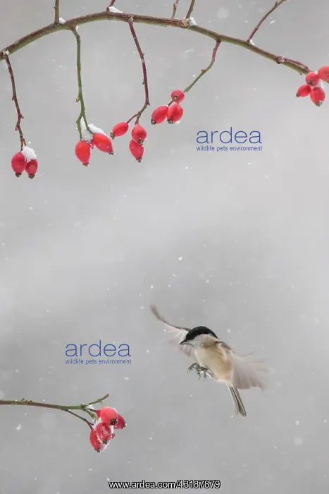 : Marsh Tit (Poecile palustris) in flight in winter : Marsh Tit (Poecile palustris) in flight in winter