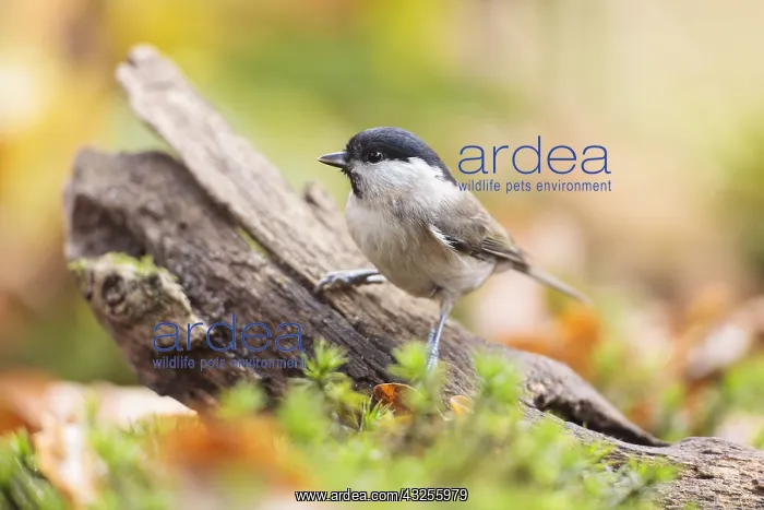 : One Marsh Tit (Poecile palustris) perched on a : One Marsh Tit (Poecile palustris) perched on a