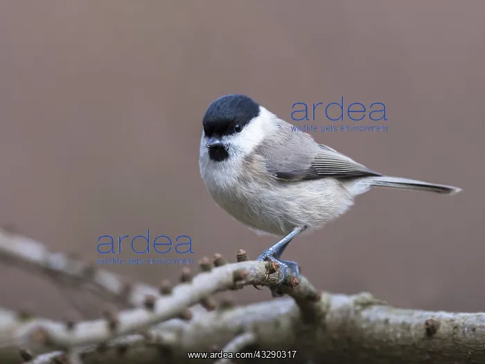 : Marsh Tit (Poecile palustris) perched on branch : Marsh Tit (Poecile palustris) perched on branch