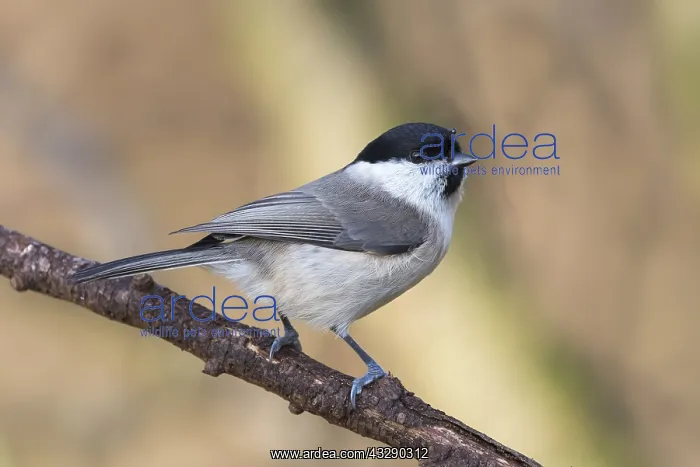 : Marsh Tit (Poecile palustris) perched on dead b : Marsh Tit (Poecile palustris) perched on dead b