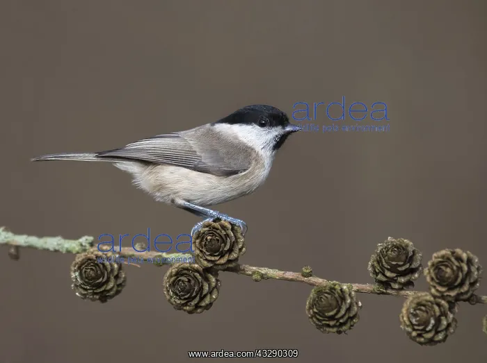 : Marsh Tit (Poecile palustris) perched on Larch : Marsh Tit (Poecile palustris) perched on Larch