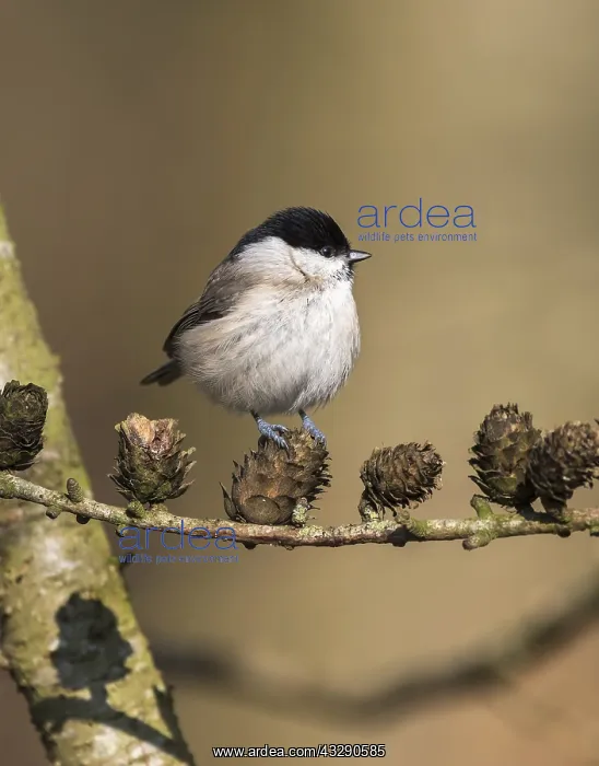 : Marsh Tit (Poecile palustris) perched on Larch : Marsh Tit (Poecile palustris) perched on Larch