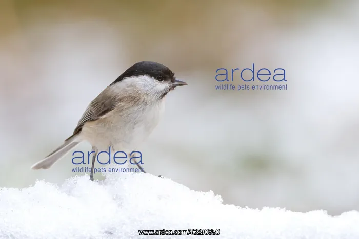 : Marsh Tit (Poecile palustris) standing in the : Marsh Tit (Poecile palustris) standing in the