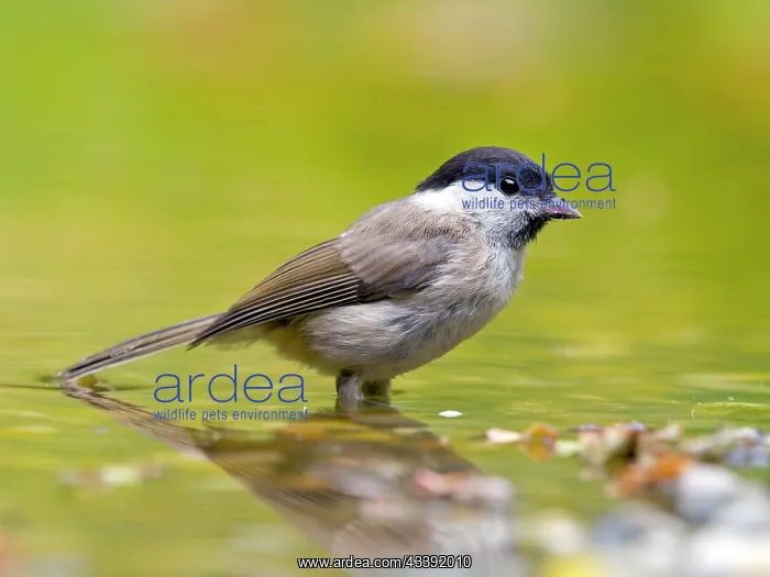 : Marsh Tit (Poecile palustris) standing in shallow : Marsh Tit (Poecile palustris) standing in shallow