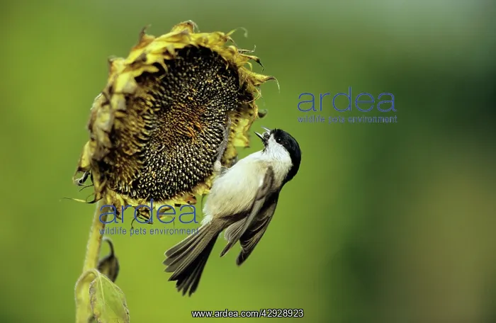 : Marsh TIT - On ripened sunflower head : Marsh TIT - On ripened sunflower head