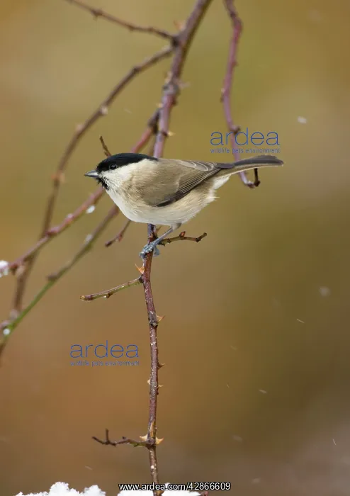 : Marsh Tit - In snow flurry : Marsh Tit - In snow flurry