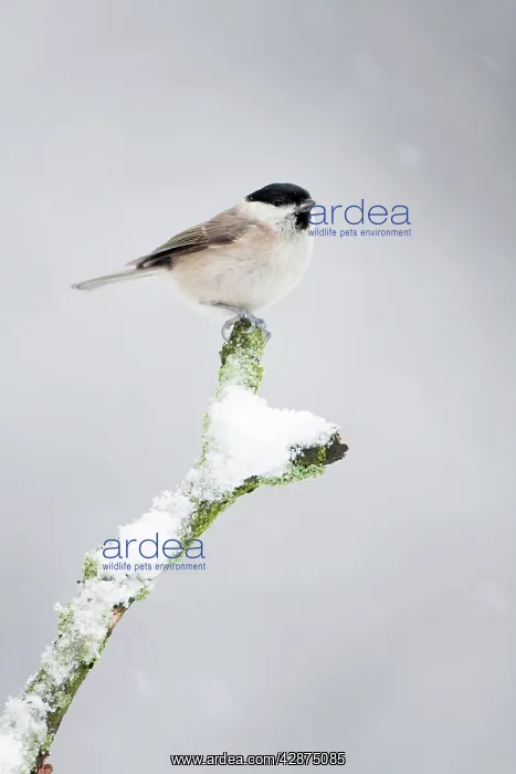 : Marsh Tit - In snow storm : Marsh Tit - In snow storm