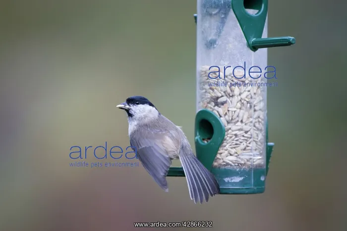 : Marsh Tit - Taking sunflower seeds from garden feeder : Marsh Tit - Taking sunflower seeds from garden feeder