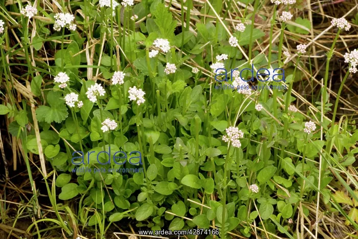 : Marsh valerian : Marsh valerian