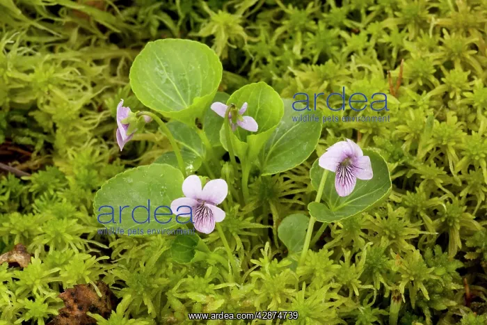  : Marsh violet or bog violet - amongst bog moss (Sphagnum)