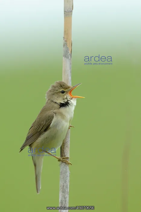 : Marsh Warbler : Marsh Warbler