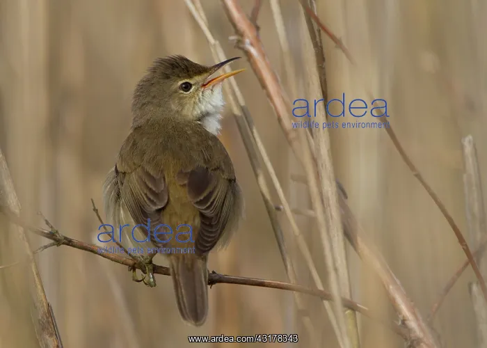 : Marsh Warbler : Marsh Warbler