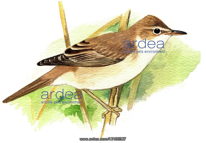 : Marsh Warbler : Marsh Warbler
