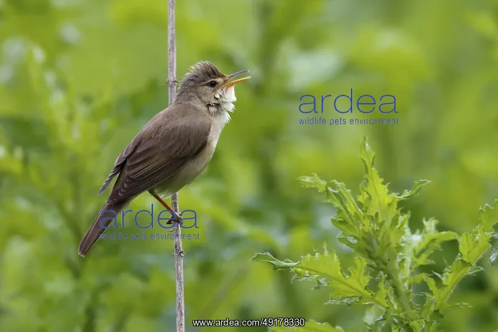 : Marsh Warbler (Acrocephalus palustris) singing : Marsh Warbler (Acrocephalus palustris) singing