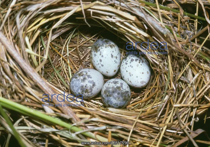 : Marsh Warbler - nest with eggs : Marsh Warbler - nest with eggs