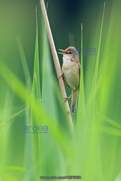 : Marsh Warbler - perched on reed stalk - singing : Marsh Warbler - perched on reed stalk - singing