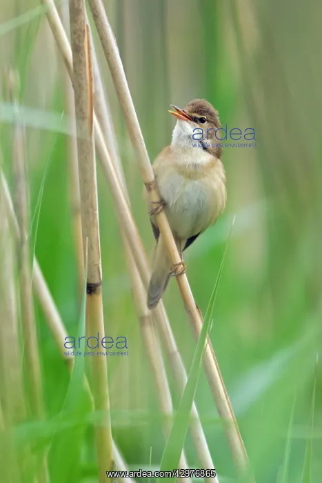 : Marsh Warbler - perched on reed stalk - singing : Marsh Warbler - perched on reed stalk - singing