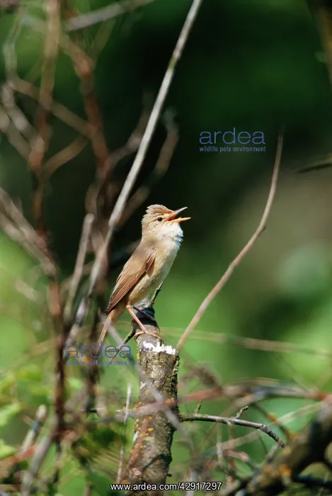 : Marsh WARBLER - singing : Marsh WARBLER - singing