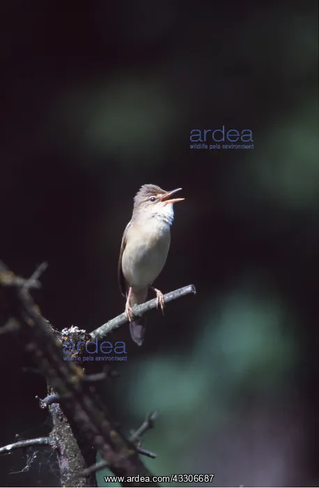 : MARSH WARBLER - singing on branch : MARSH WARBLER - singing on branch