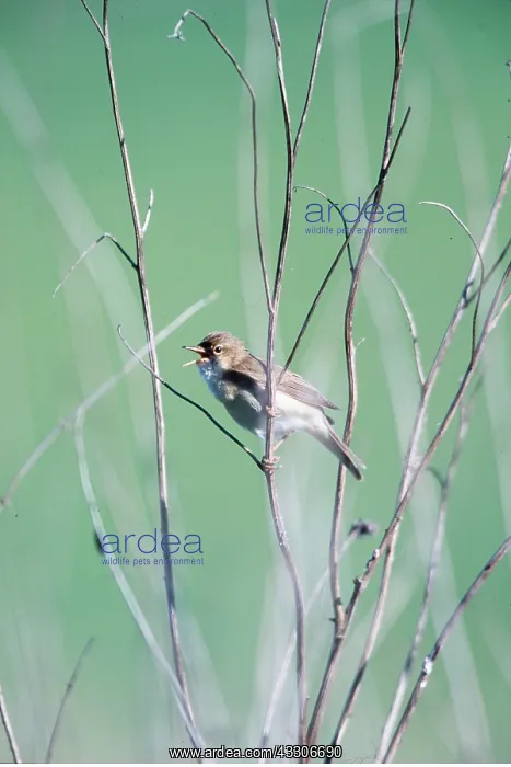 : MARSH WARBLER - singing on branch : MARSH WARBLER - singing on branch
