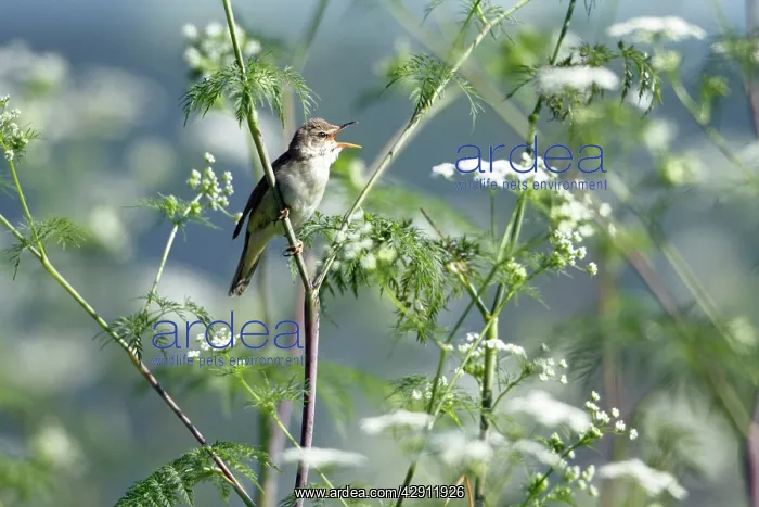 : Marsh Warbler - singing from flowering hemlock plant : Marsh Warbler - singing from flowering hemlock plant