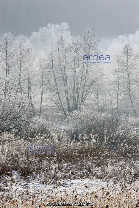: Marsh in winter - Marais de Chirens : Marsh in winter - Marais de Chirens
