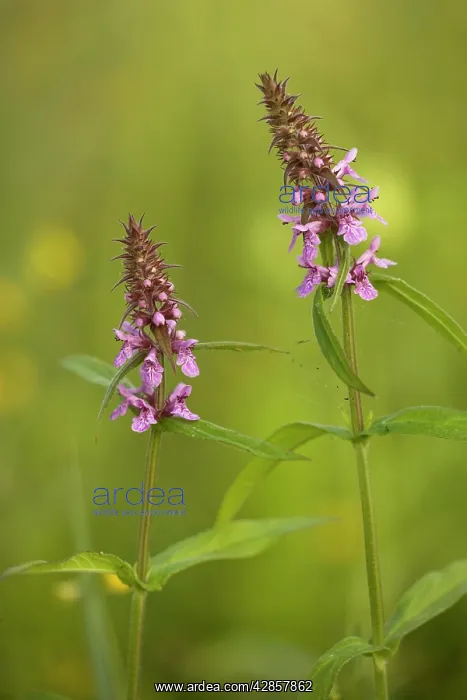 : Marsh woundwort : Marsh woundwort