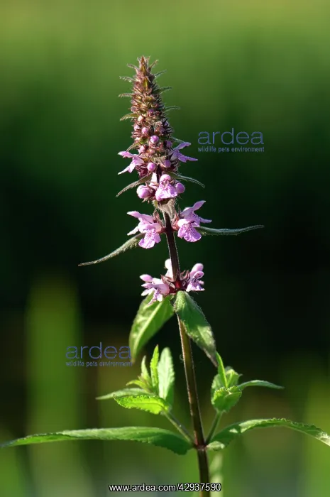 : Marsh Woundwort : Marsh Woundwort