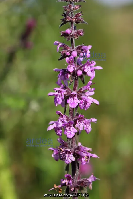  : Marsh Woundwort