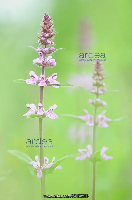 : Marsh Woundwort : Marsh Woundwort