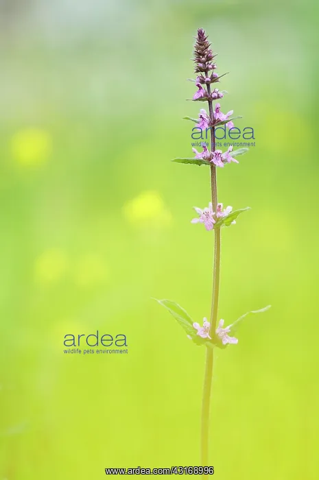 : Marsh Woundwort : Marsh Woundwort