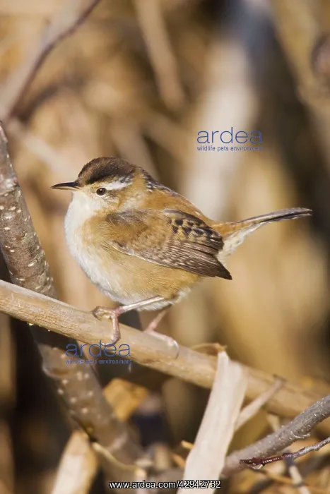 : Marsh Wren : Marsh Wren