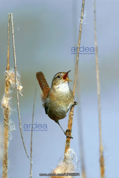 : Marsh Wren : Marsh Wren