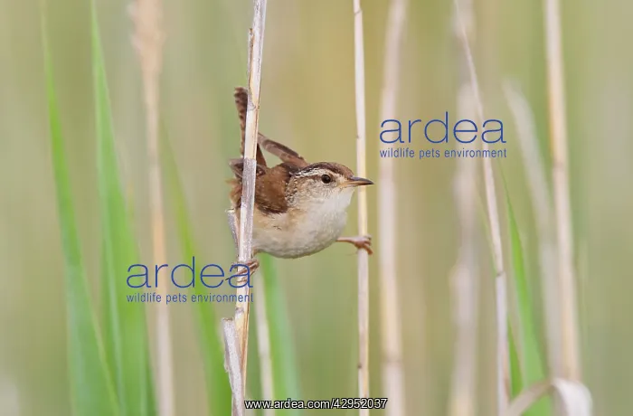: Marsh Wren - holding on to reeds : Marsh Wren - holding on to reeds