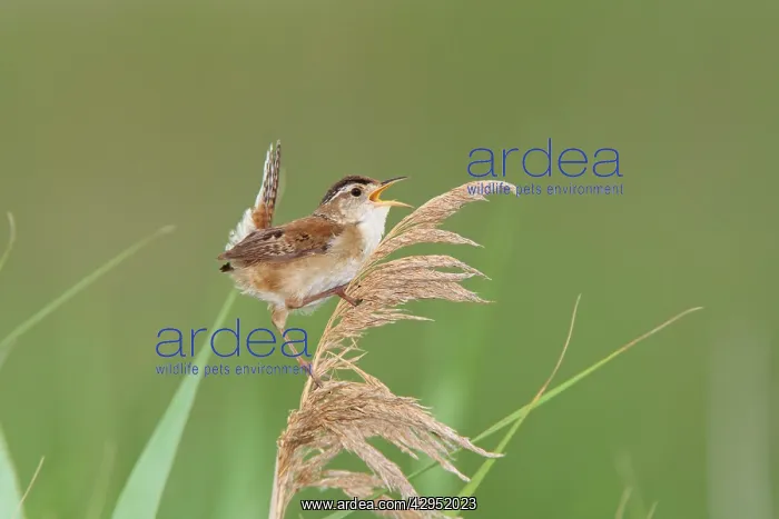 : Marsh Wren - holding on to reeds singing : Marsh Wren - holding on to reeds singing
