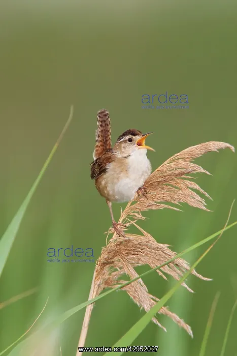 : Marsh Wren - holding on to reeds singing : Marsh Wren - holding on to reeds singing