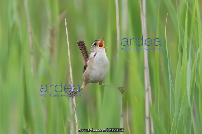 : Marsh Wren - holding on to reeds singing : Marsh Wren - holding on to reeds singing