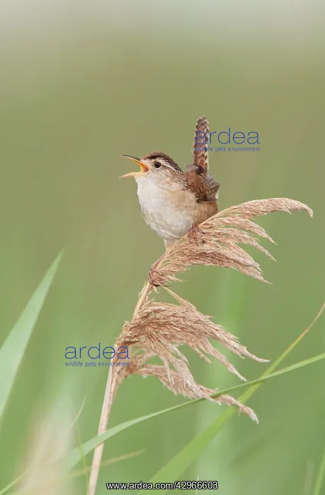 : Marsh Wren - singing : Marsh Wren - singing
