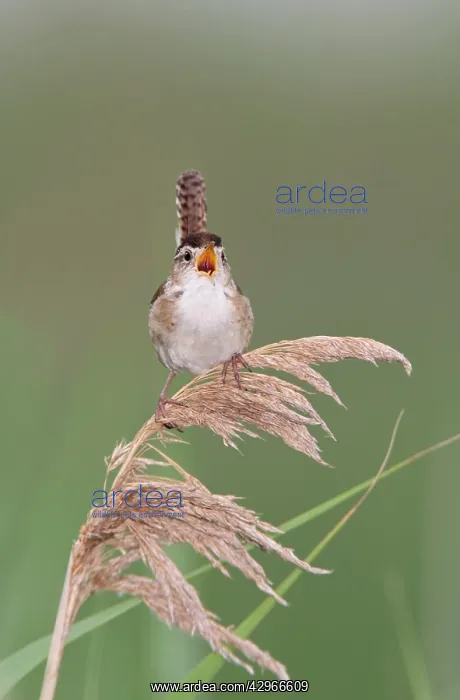 : Marsh Wren - singing : Marsh Wren - singing