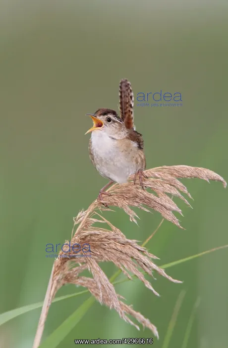 : Marsh Wren - singing : Marsh Wren - singing