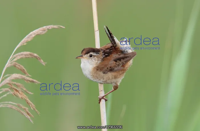 : Marsh Wren. Stratford : Marsh Wren. Stratford