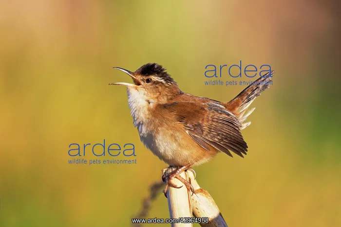 : Marsh Wren - on territory in spring - Beaver pond - May : Marsh Wren - on territory in spring - Beaver pond - May