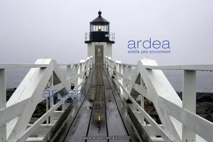 : Marshall Point lighthouse, rain, fog, Port Clyde : Marshall Point lighthouse, rain, fog, Port Clyde