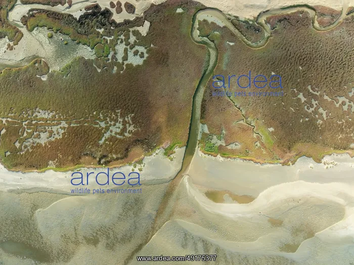 : Marshes and streams at low tide in the Walvis Bay Lagoon : Marshes and streams at low tide in the Walvis Bay Lagoon