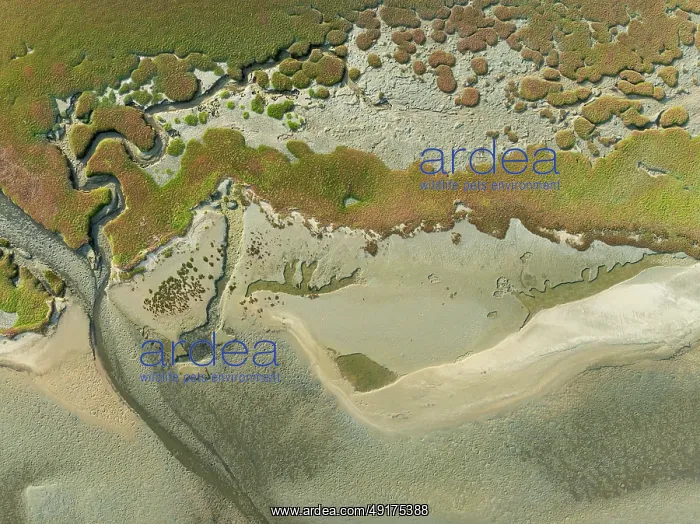 : Marshes and streams at low tide in the Walvis Bay Lagoon : Marshes and streams at low tide in the Walvis Bay Lagoon
