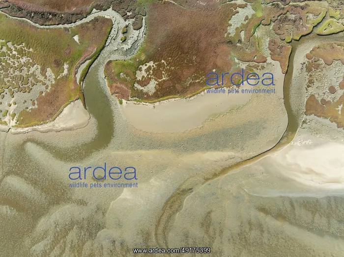 : Marshes and streams at low tide in the Walvis Bay Lagoon : Marshes and streams at low tide in the Walvis Bay Lagoon